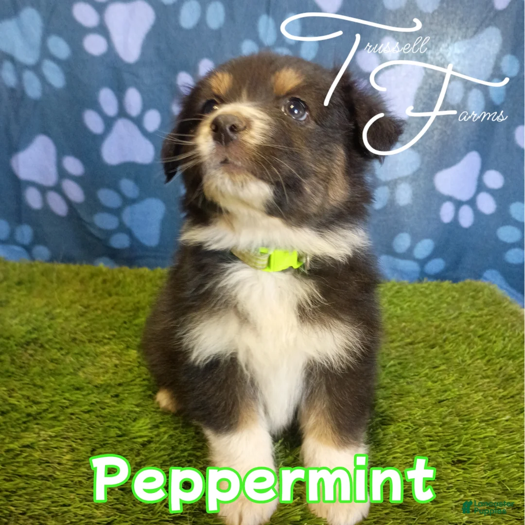 Australian Shepherd dogs for sale: Peppermint - Ad 1