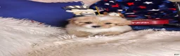 Pekapoo dogs for sale: Winston - Ad 3