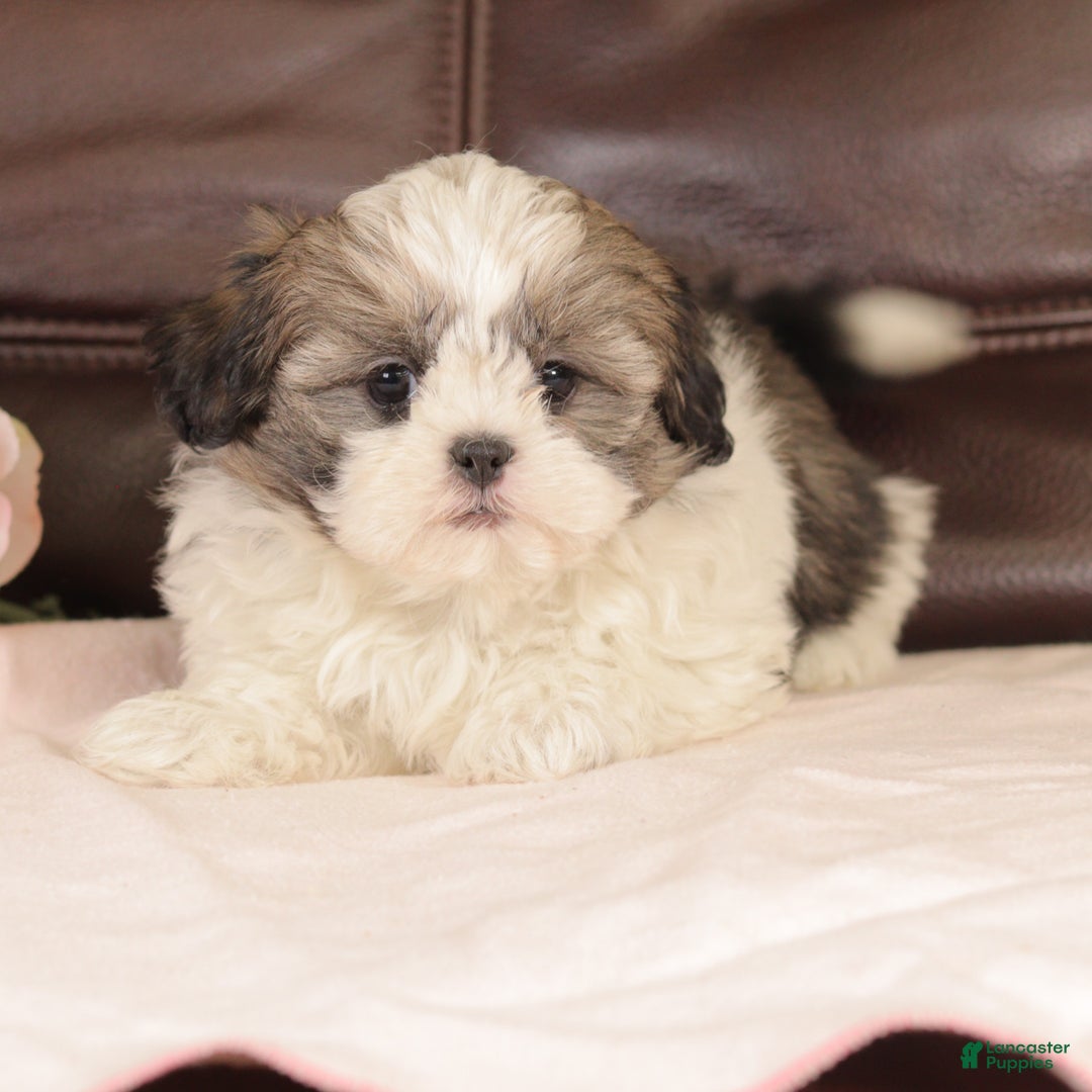 Mixed Breed dogs for sale: Copper - Ad 2