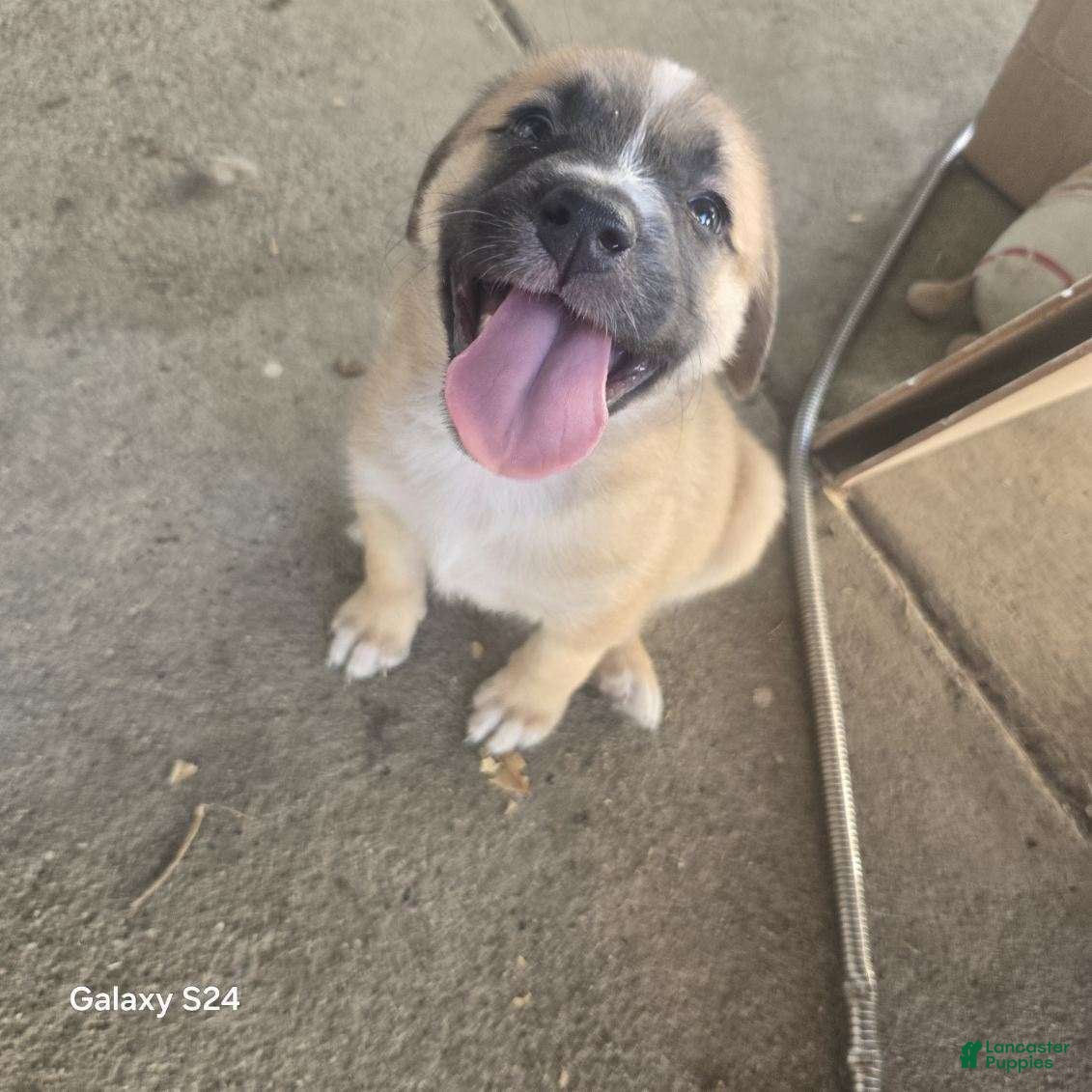 Mixed Breed dogs Mixed Breed 6 - Ad 15