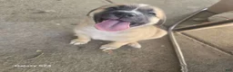 Mixed Breed dogs for sale: Mixed Breed 6 - Ad 1