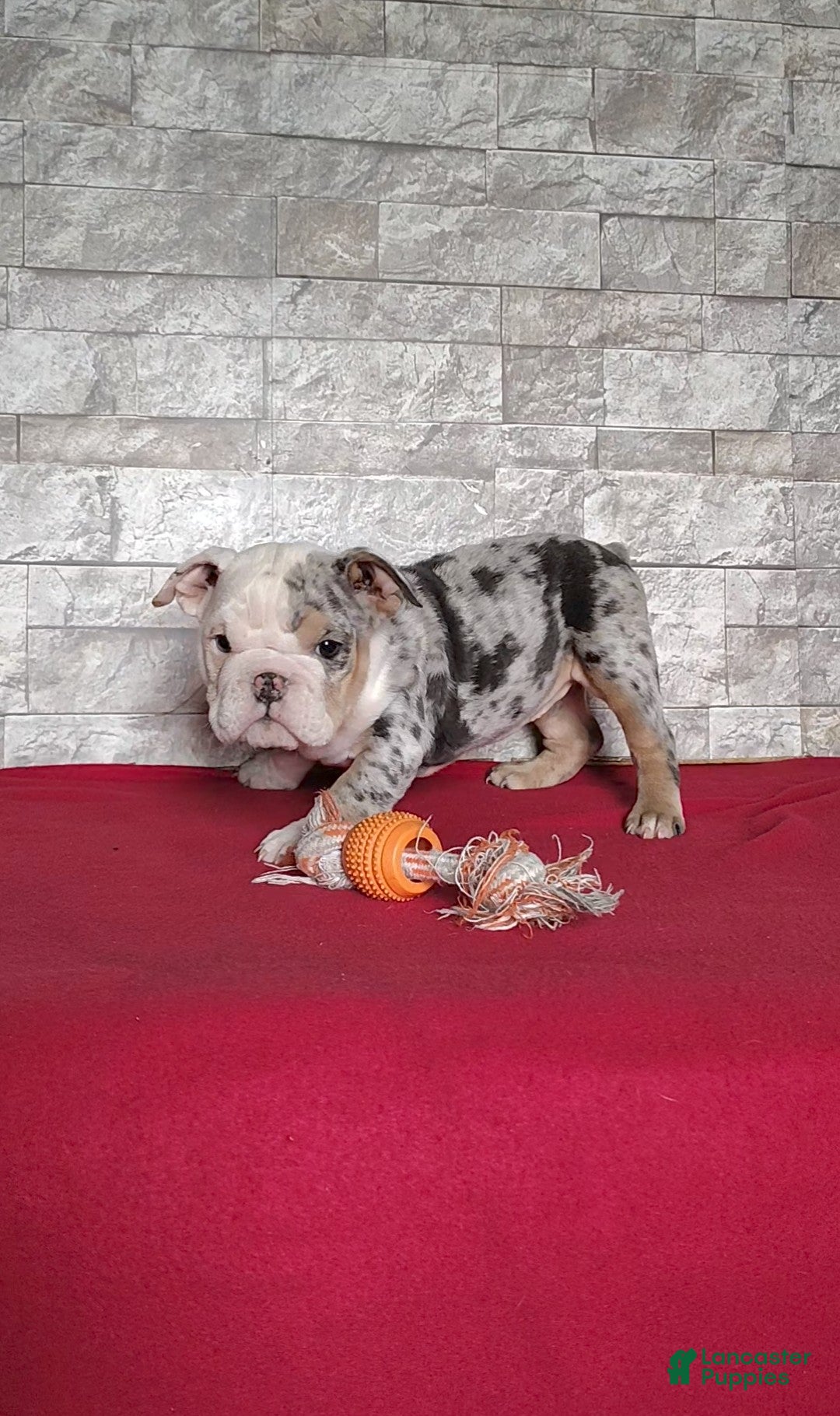 English Bulldog dogs for sale: Renae - Ad 2
