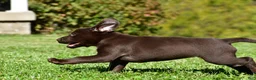 Labrador Retriever dogs for sale: Choco - Ad 16