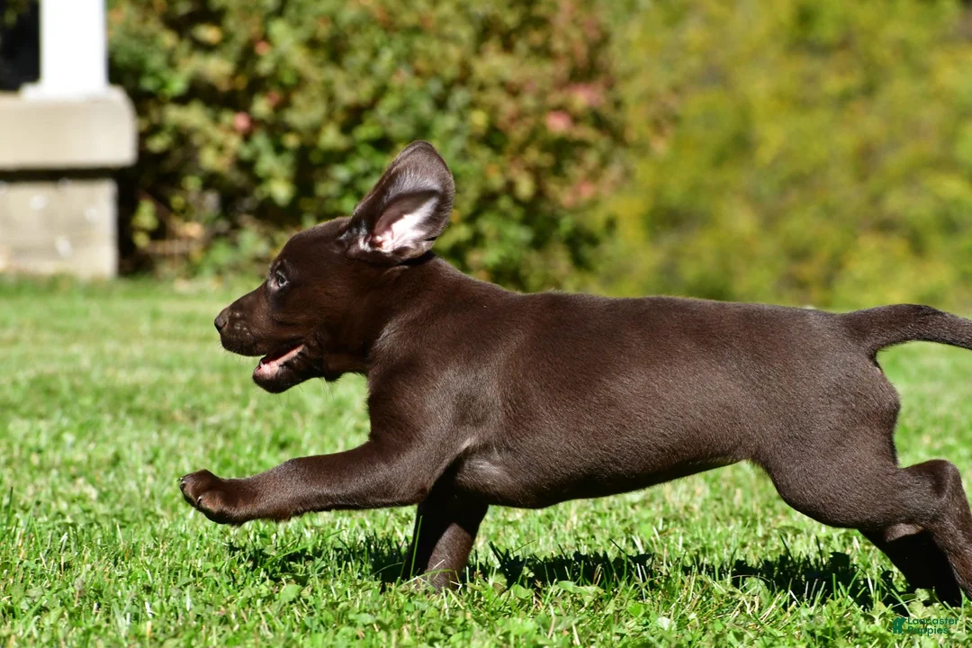 Labrador Retriever dogs for sale: Choco - Ad 16