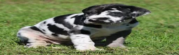 Great Dane dogs for sale: Emily - Ad 8