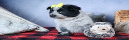 Mixed Breed dogs for sale: DELTA - Ad 4