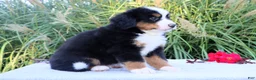Bernese Mountain Dog dogs for sale: Larry AKC - Ad 5