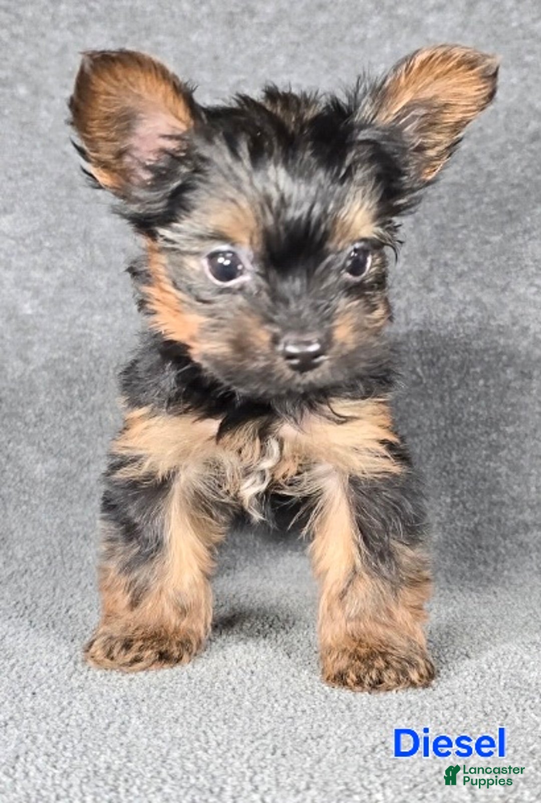 Yorkshire Terrier dogs for sale: Diesel Teacup - Ad 4
