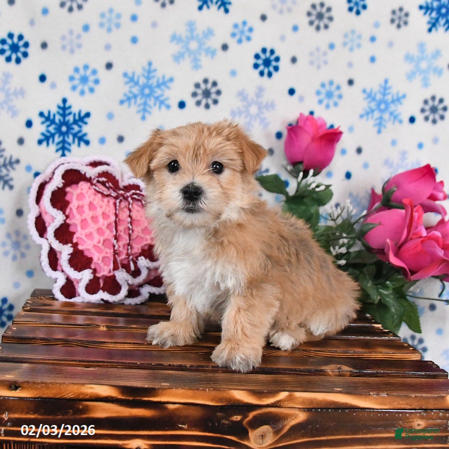 Morkie dogs Merlin - Ad 11