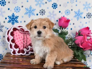 Morkie dogs Merlin - Ad 11