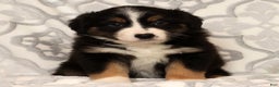 Miniature Australian Shepherd dogs for sale: Tracy - Ad 7