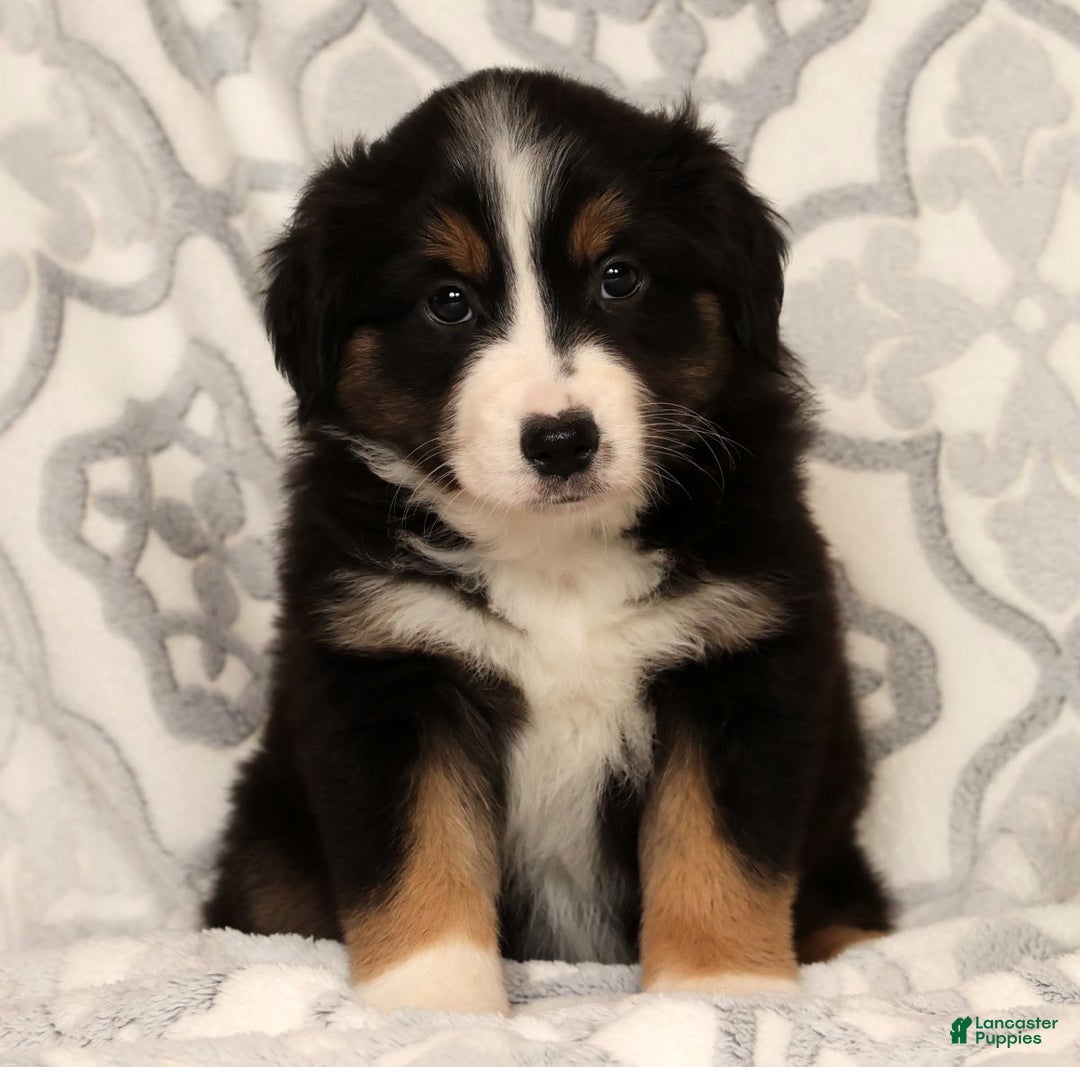 Miniature Australian Shepherd dogs for sale: Tracy - Ad 7