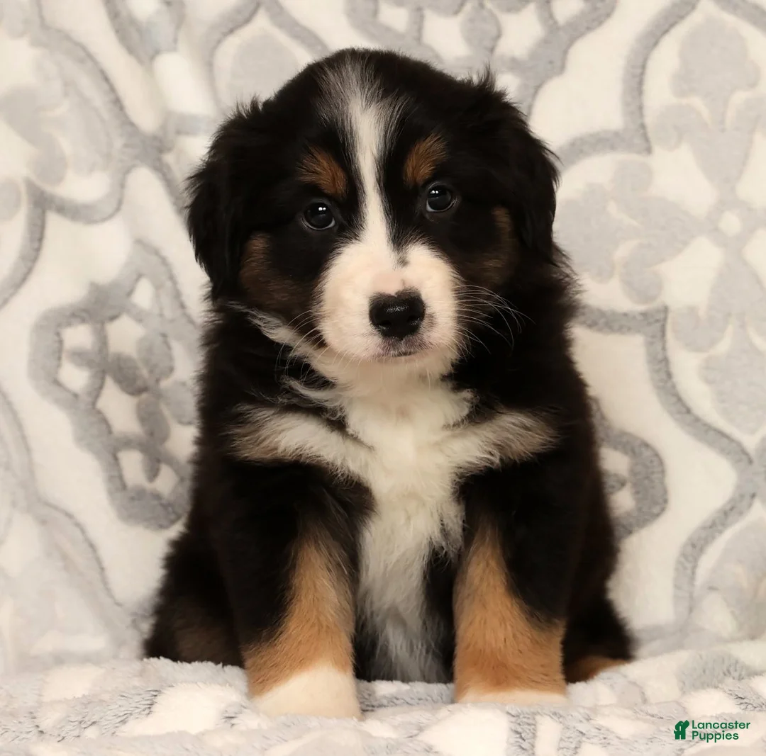 Miniature Australian Shepherd dogs for sale: Tracy - Ad 7