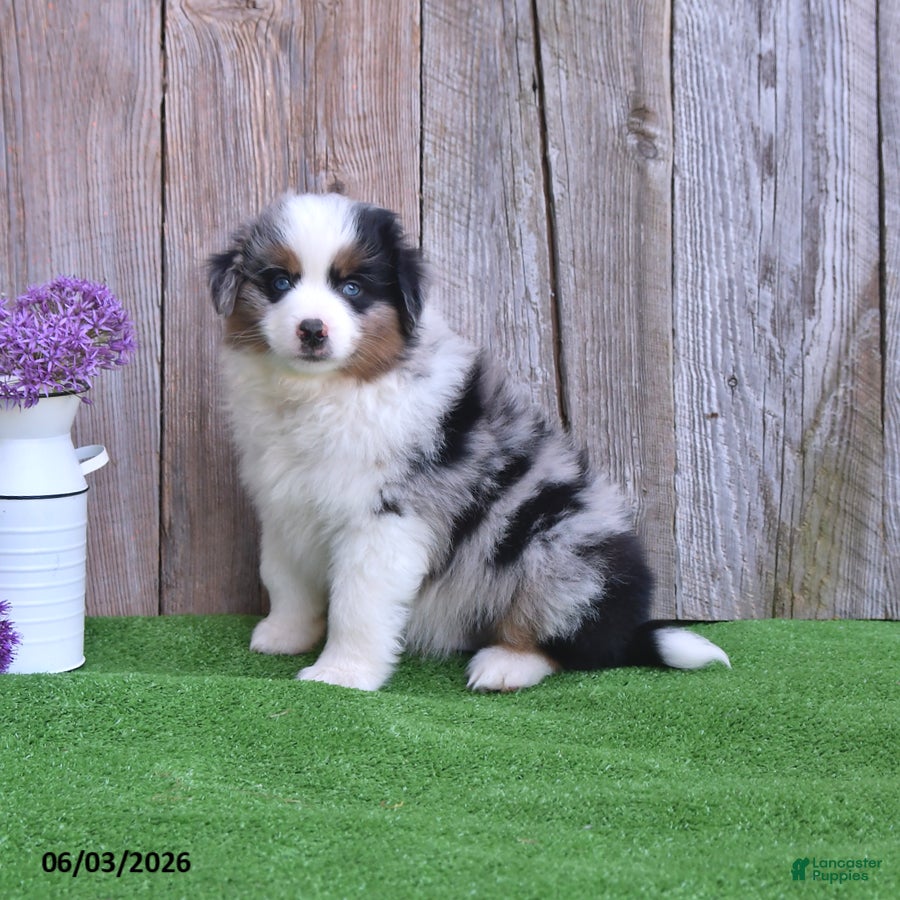 Miniature Australian Shepherd dogs for sale: Ripple - Ad 4