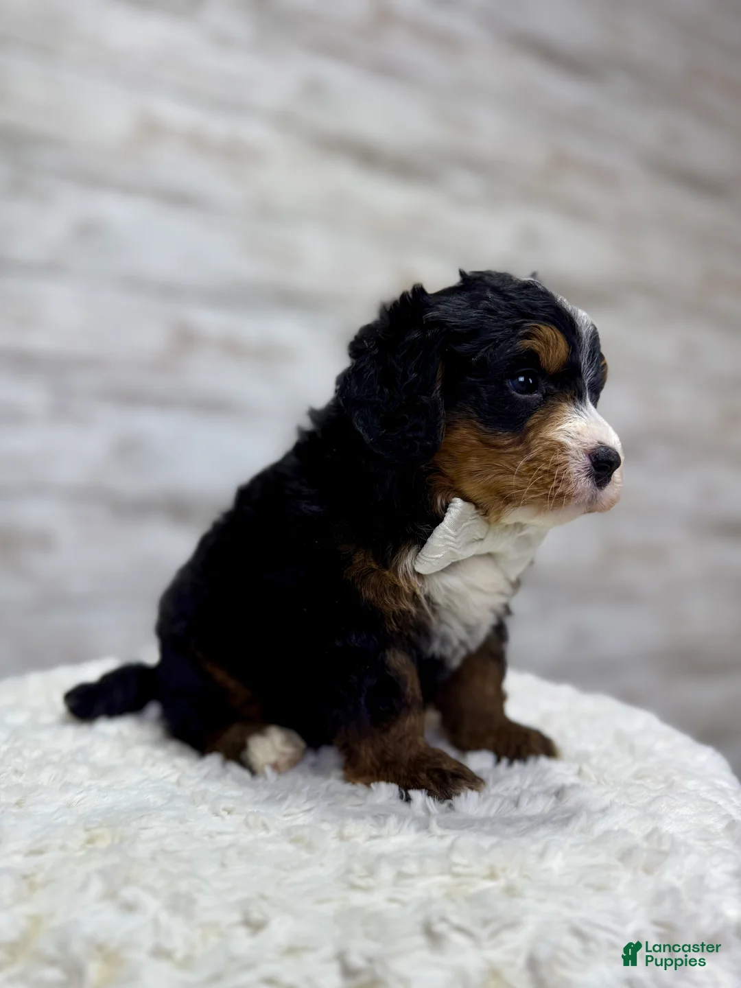 Mini Bernedoodle dogs for sale: 🎈Ace - Ad 2