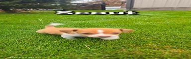 Scout