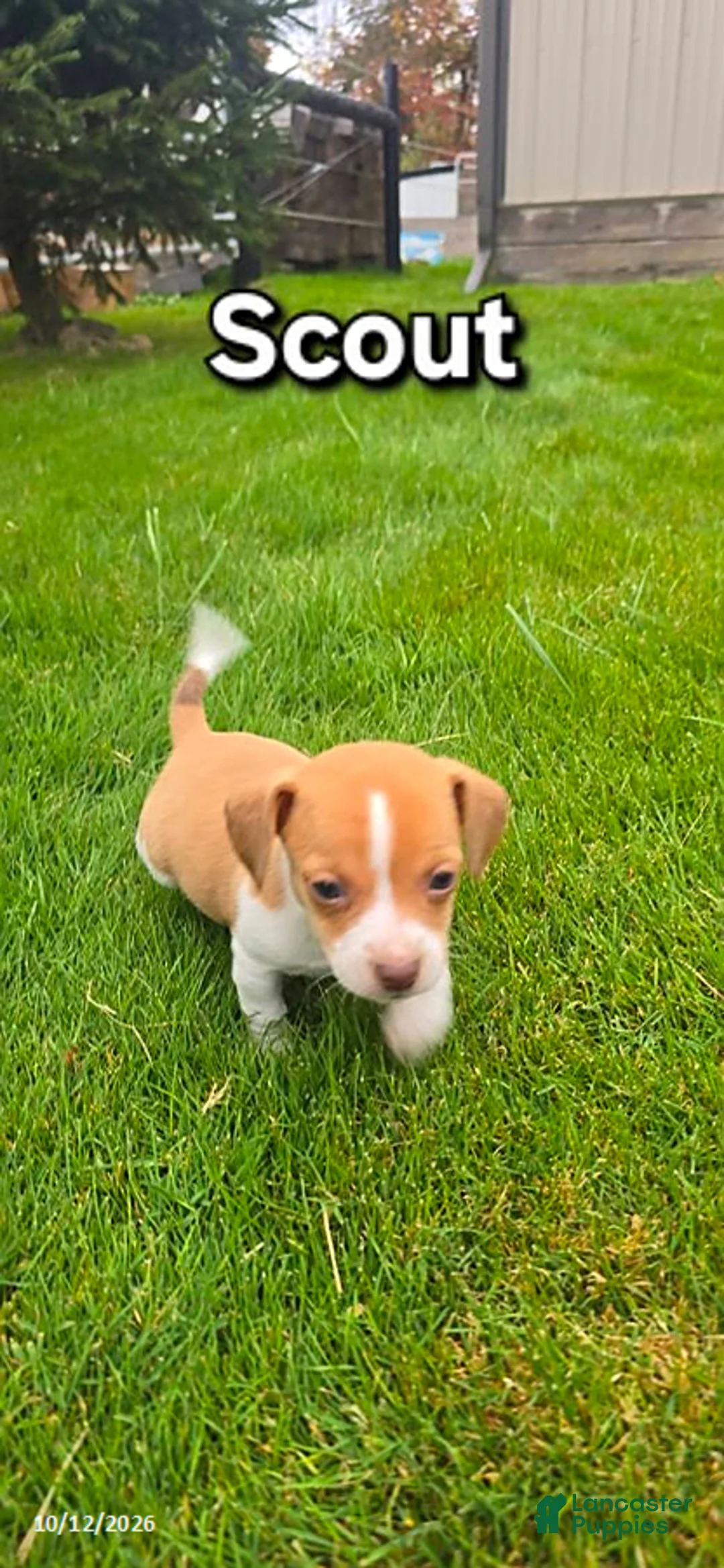 Mixed Breed dogs for sale: Scout - Ad 1