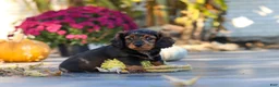 Miniature Dachshund dogs for sale: Frank - Ad 6