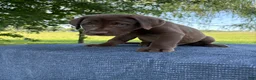 Labrador Retriever dogs for sale: Maverick  - Ad 5
