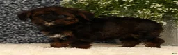 Yorkiepoo dogs for sale: Unity - Ad 5