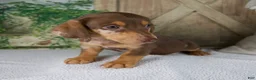 Miniature Dachshund dogs for sale: Bluey - Ad 7