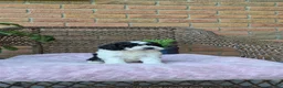 Cockapoo dogs for sale: Izzy - Ad 4