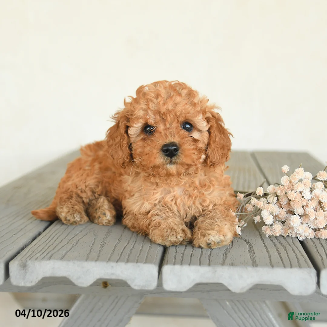 Toy Poodle dogs for sale: Cinnamon - Ad 5