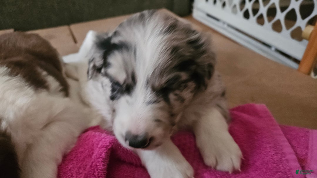Border Collie dogs for sale: Border Collie Puppy 1 - Red - Ad 46