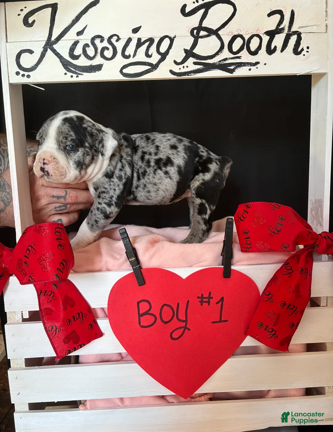 Olde English Bulldogge dogs for sale: Olde English Bulldogge Puppy 1 - Ad 2