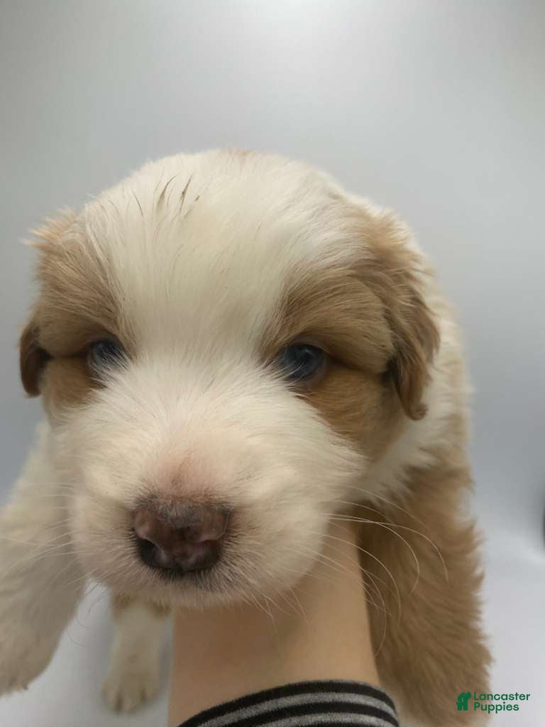 Australian Shepherd dogs Luke - Ad 38