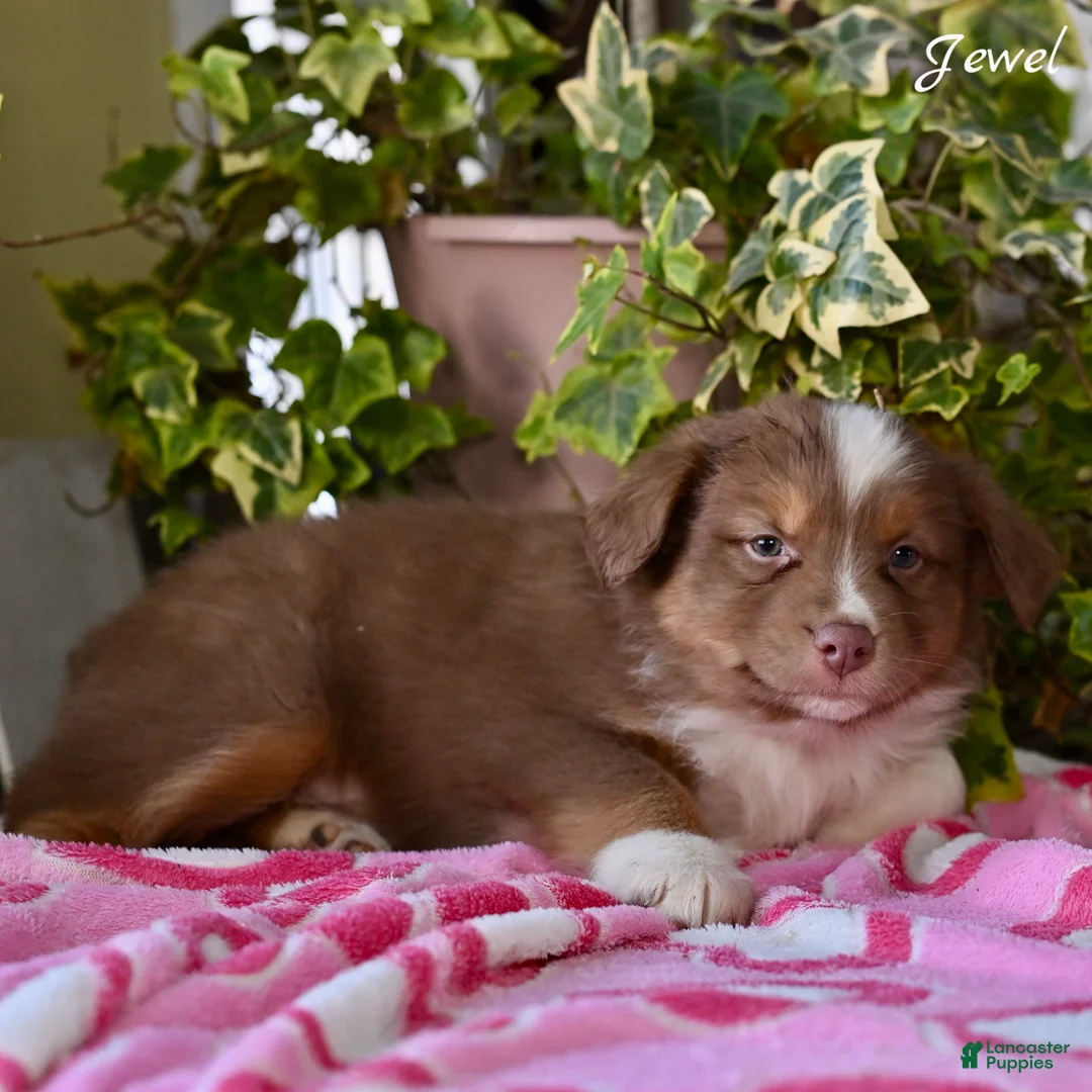 Australian Shepherd dogs for sale: Jewel - Ad 5