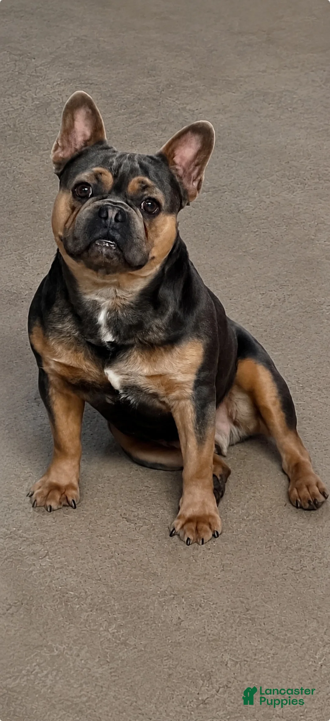 French Bulldog dogs for stud: Marshall - Ad 2