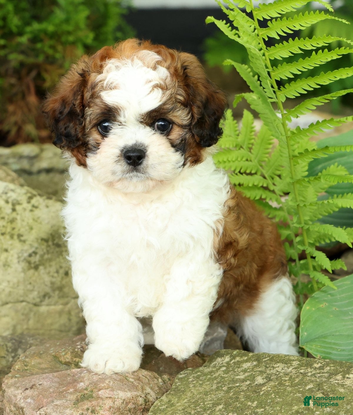 Mixed Breed dogs for sale: Honey - Ad 9