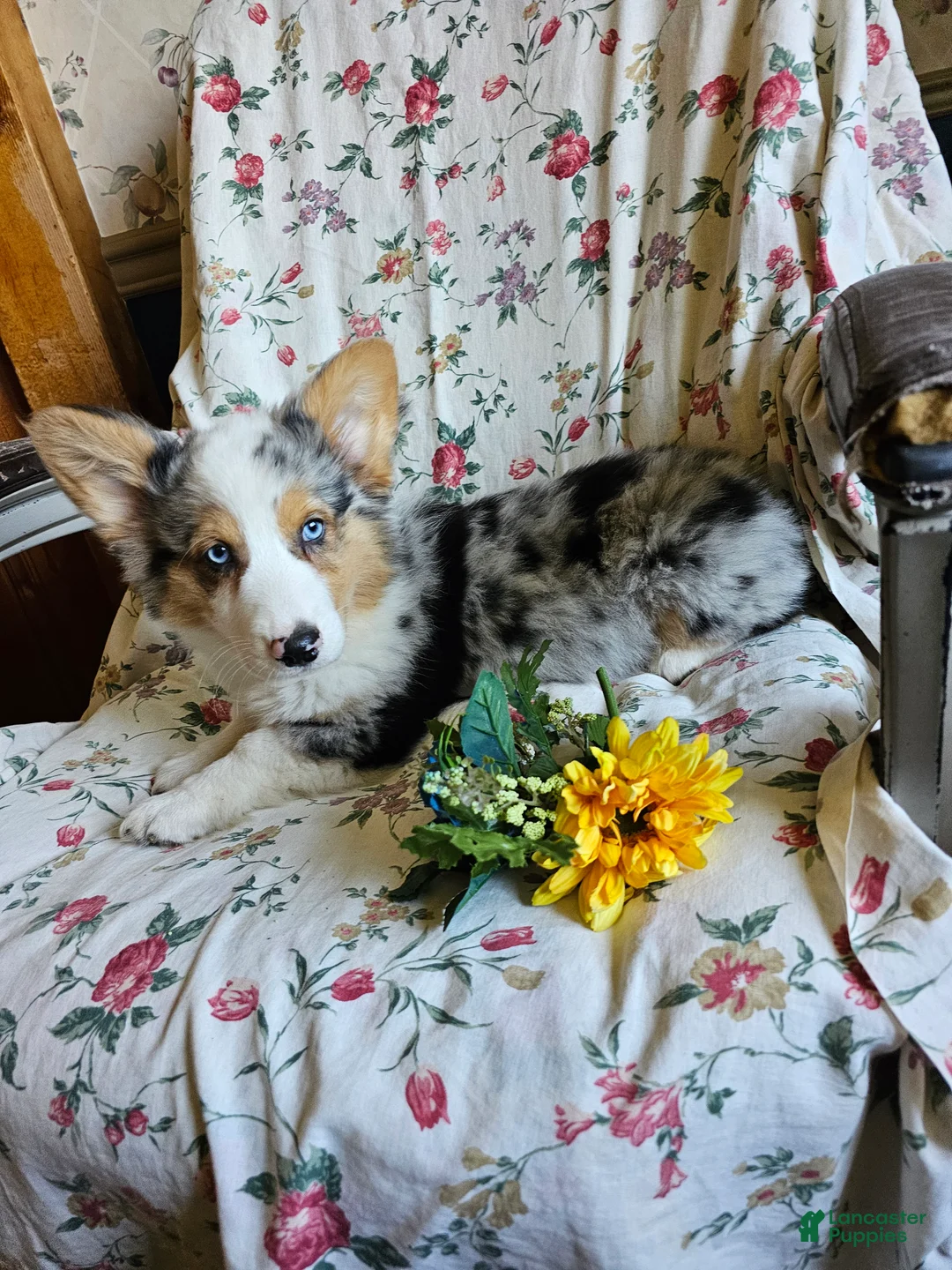 Welsh Corgi Pembroke dogs for sale: Seth - Ad 2