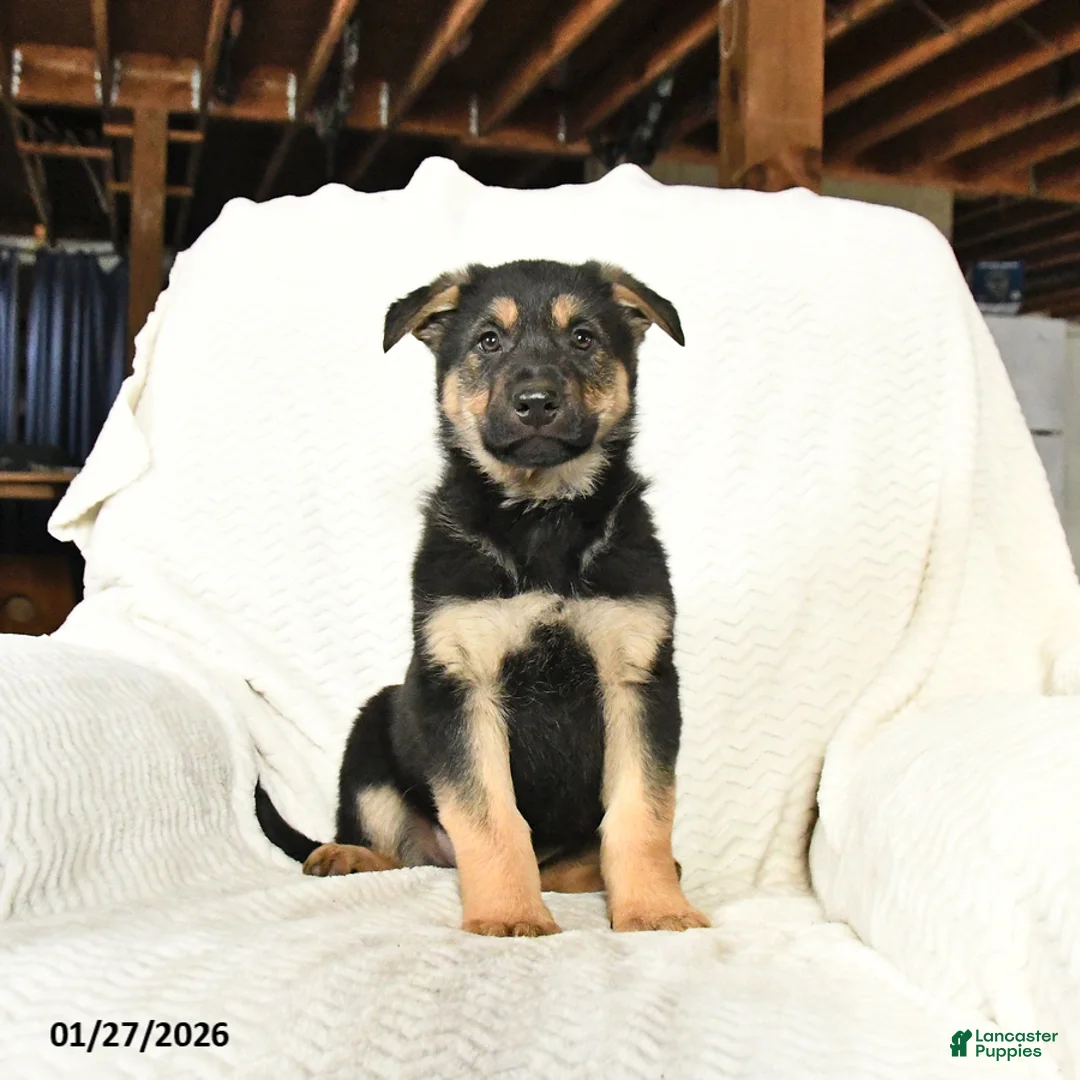 German Shepherd dogs for sale: Titan - Ad 3