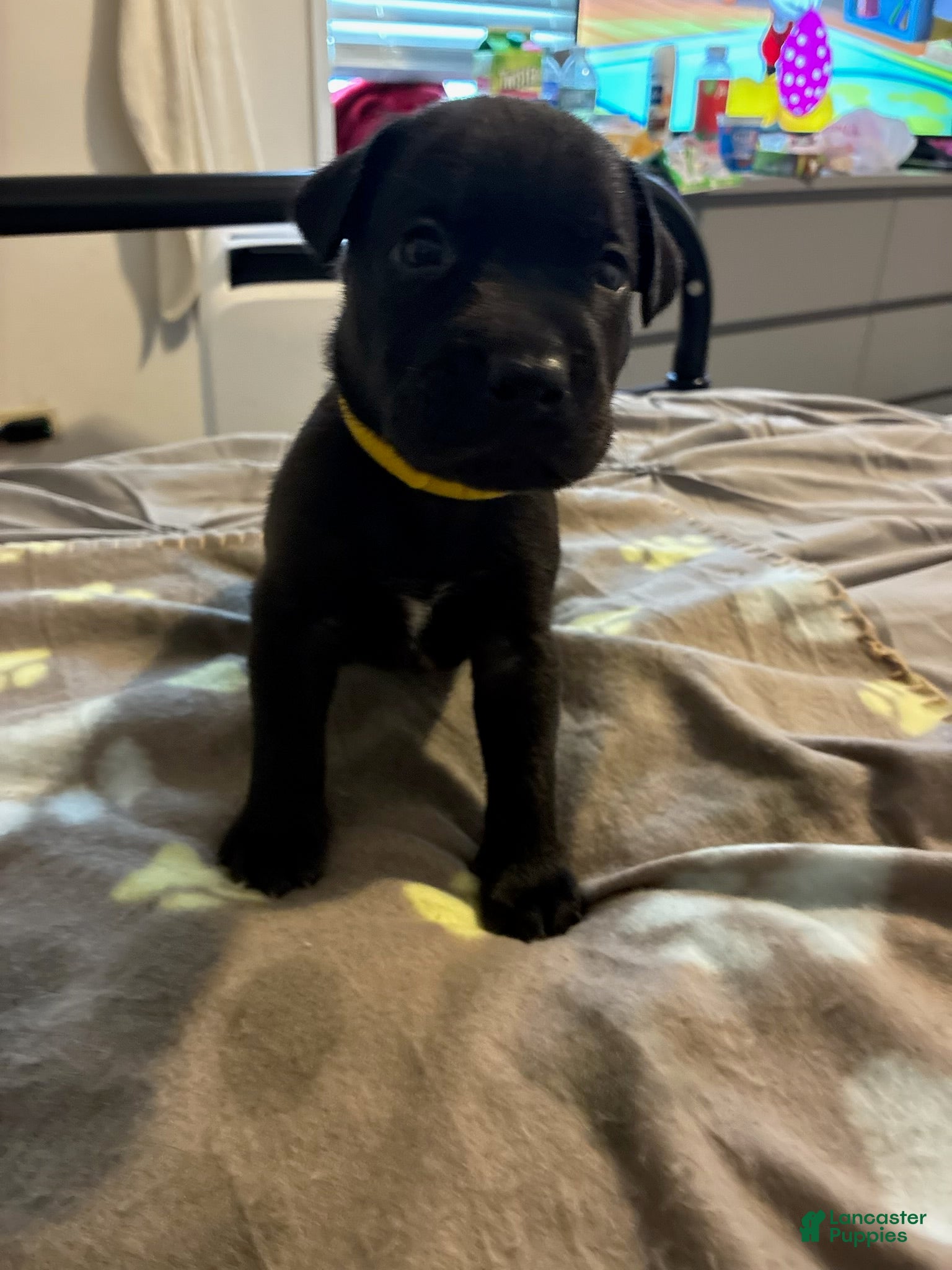 Mixed Breed dogs Mixed Breed 4 - Ad 33