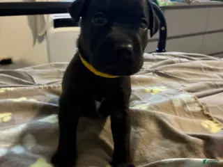 Mixed Breed dogs Mixed Breed 4 - Ad 12