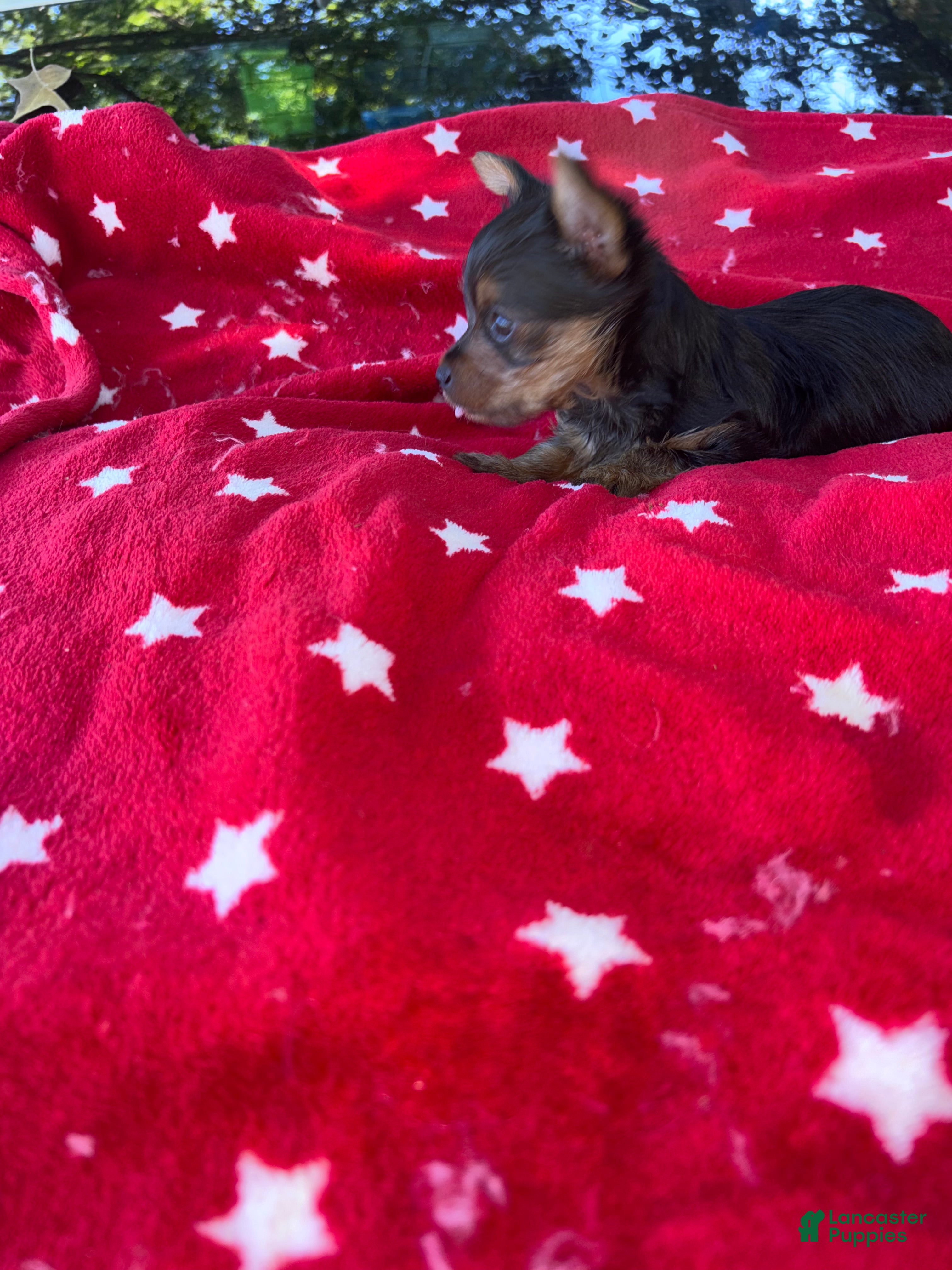 Yorkshire Terrier dogs Charming Yorkie male - Ad 2