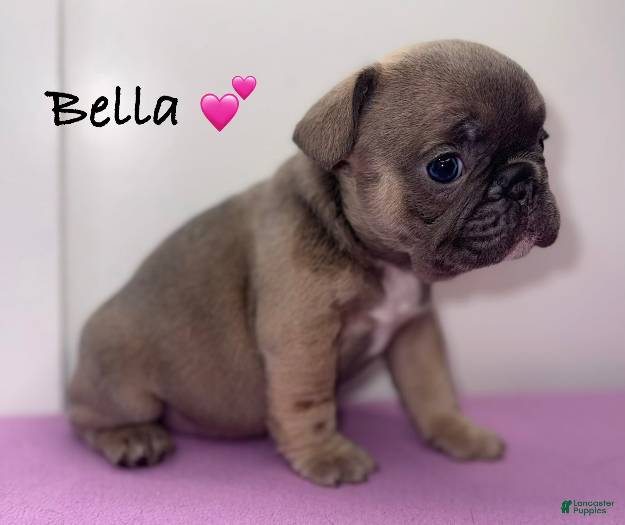 French Bulldog dogs Bella - Female French Bulldog - Ad 18