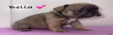 Bella - Female French Bulldog