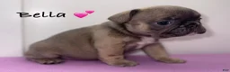 French Bulldog dogs for sale: Bella - Female French Bulldog - Ad 1
