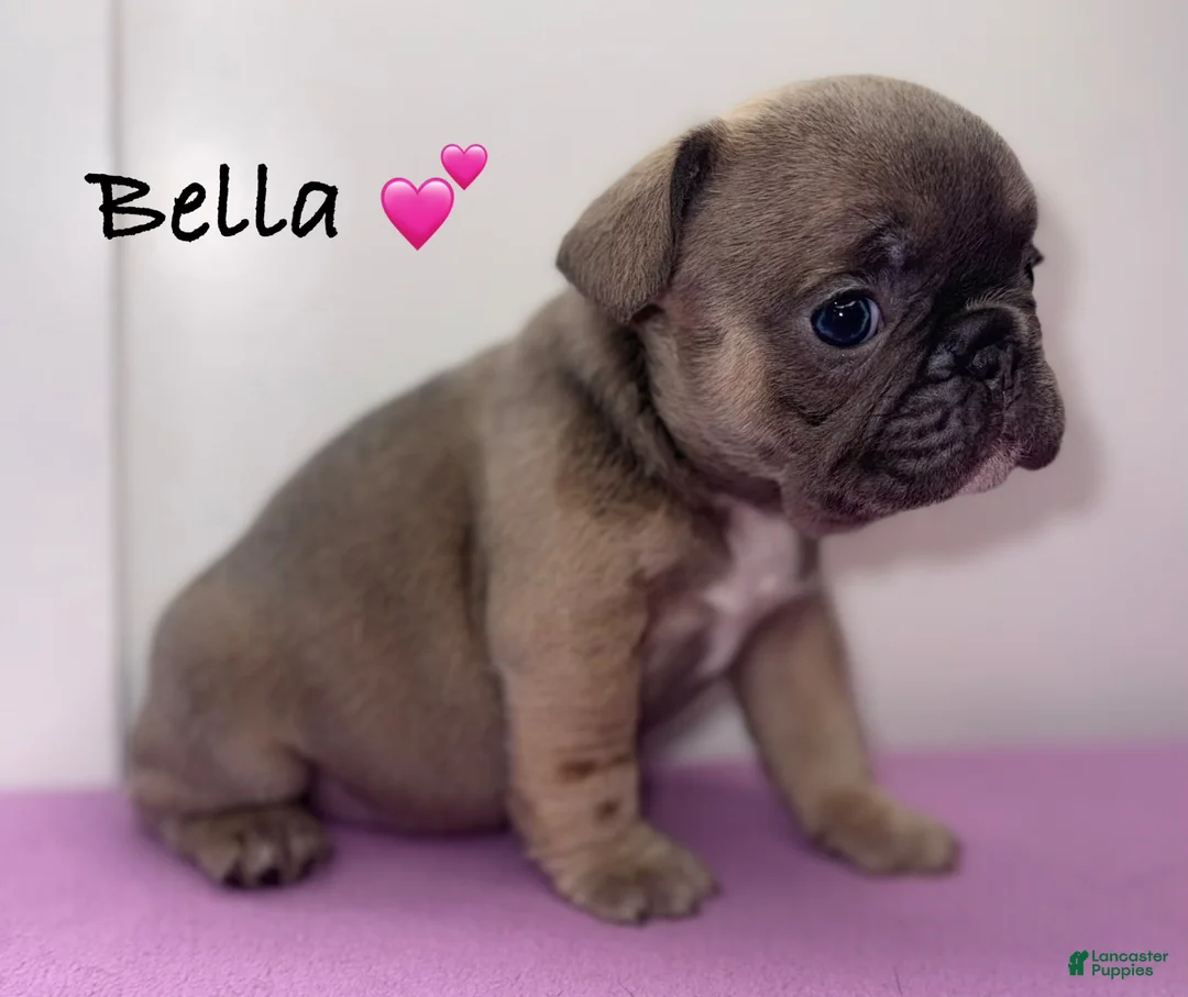 French Bulldog dogs for sale: Bella - Female French Bulldog - Ad 1