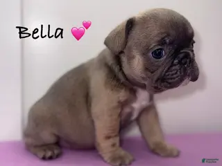 French Bulldog dogs Bella - Female French Bulldog - Ad 37