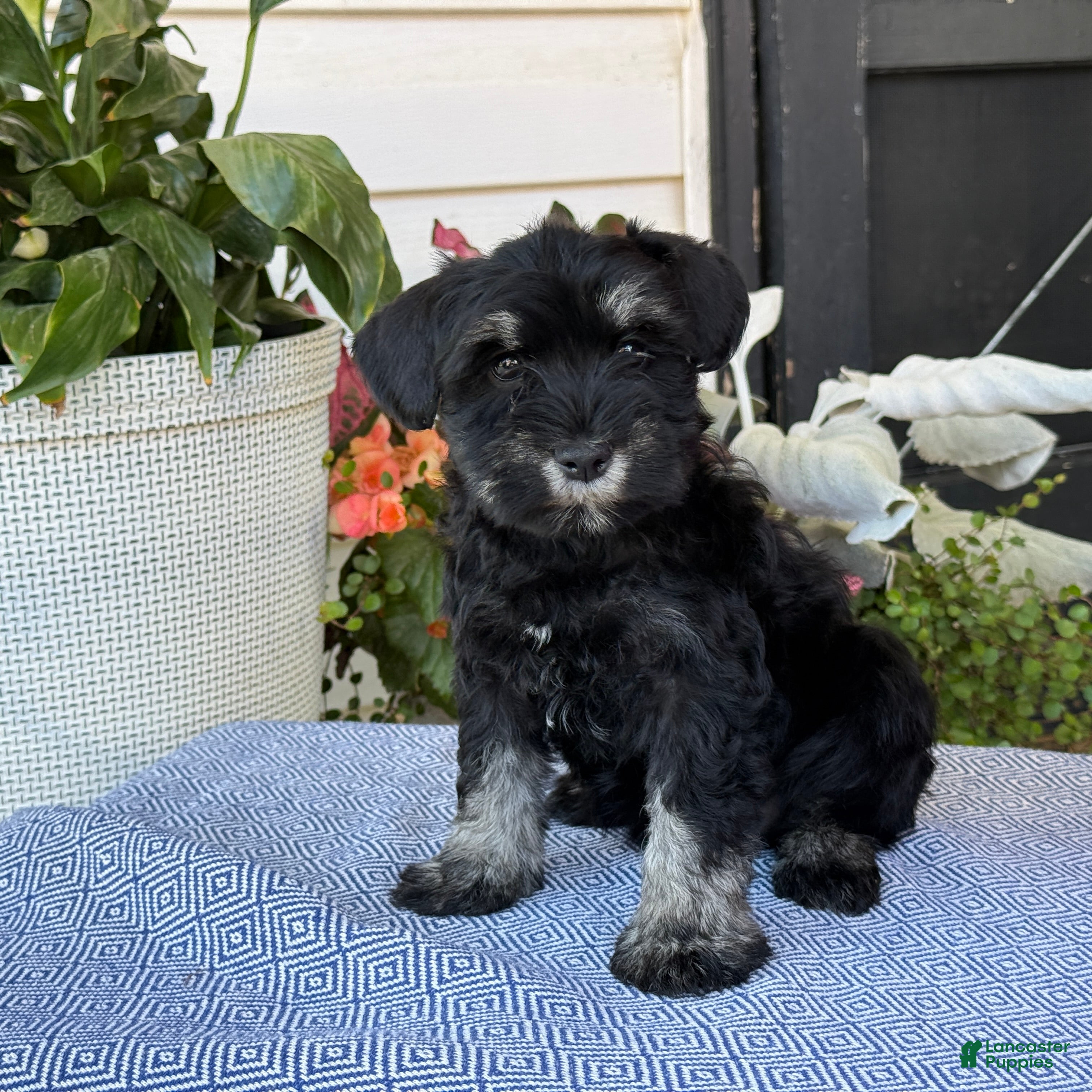 Miniature Schnauzer dogs Lovely - Ad 1