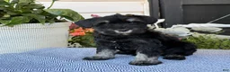 Miniature Schnauzer dogs for sale: Lovely - Ad 1
