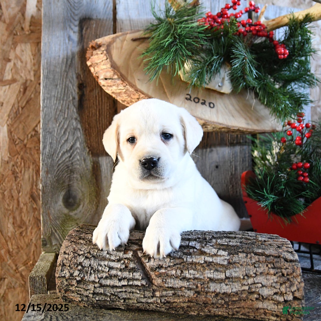Labrador Retriever dogs for sale: Scotty - Ad 3