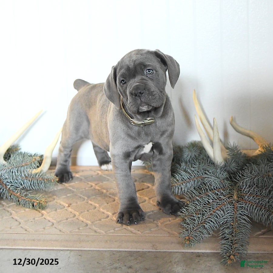 Cane Corso dogs Foxy - Ad 14