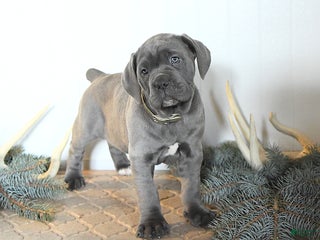 Cane Corso dogs Foxy - Ad 14