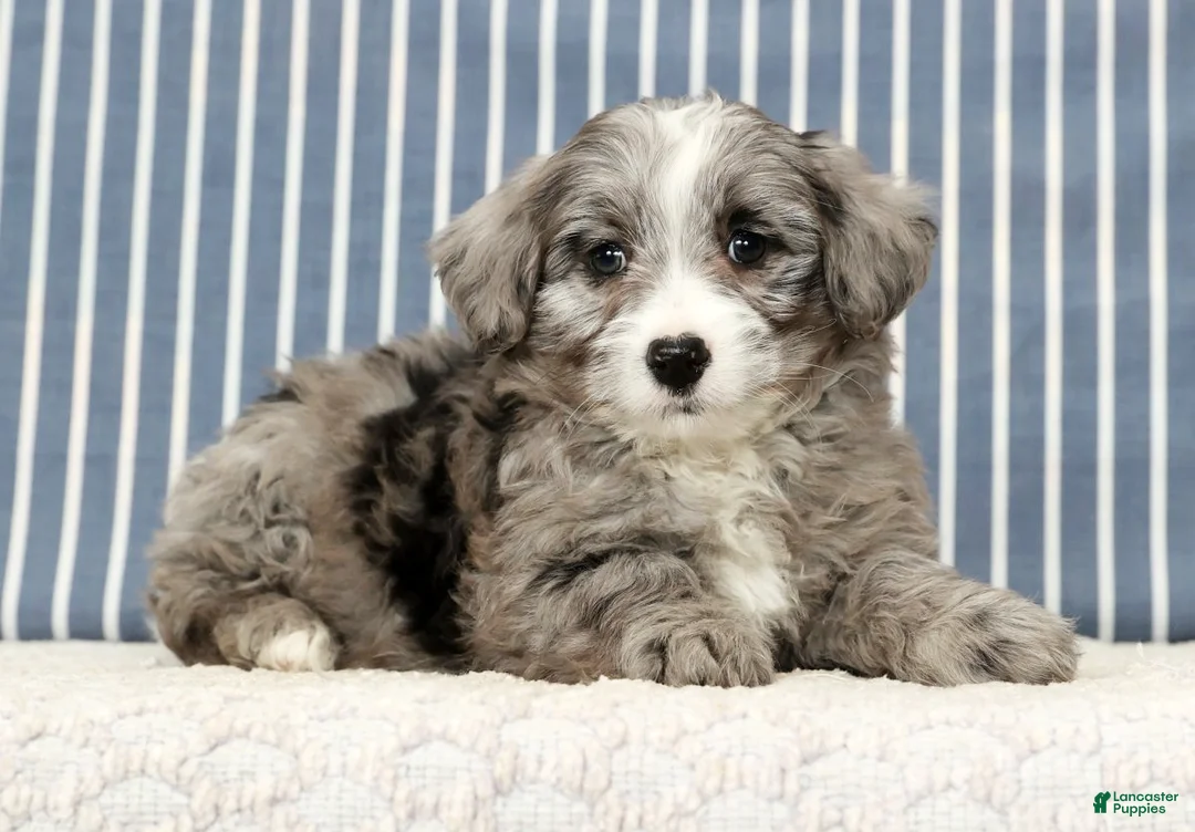 Mini Bernedoodle dogs for sale: Totsi - Ad 5