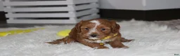 Cockapoo dogs for sale: Freddy  - Ad 2